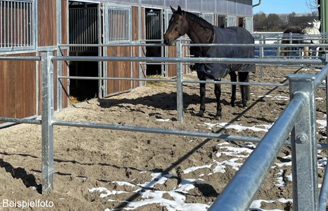 Paddock Seitenwand "drehbar" 2-fach Rundrohr